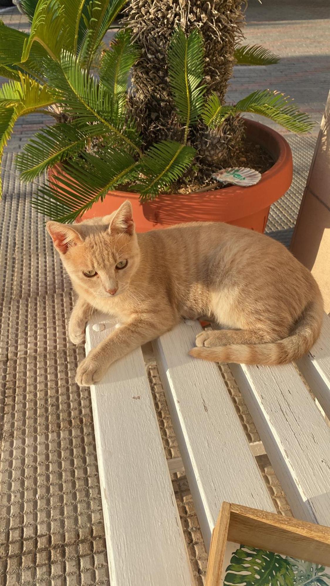 ויאסטה B&B Il Giardino Stellato מראה חיצוני תמונה